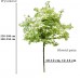 Klon pospolity 'Drummondii' DUŻE SADZONKI wys. 400-450 cm, obwód pnia 18-20 cm (Acer platanoides)
